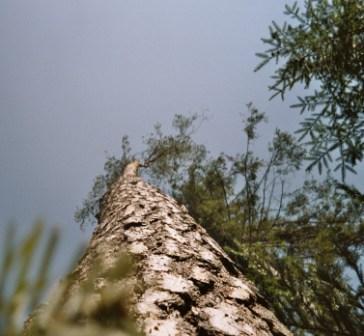 nicht mehr im Saft Foto Nadelbaum aus Froschperspektive