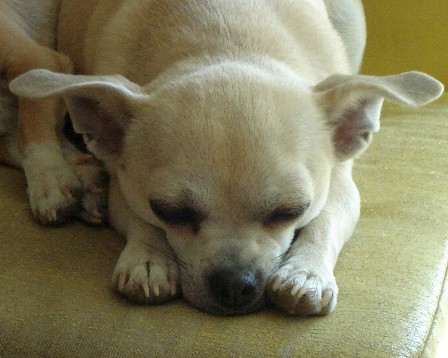 LiLu 2-jährig Kurzhaar-Chihuahua LiLu schläft bäuchlings mit Kopf zwischen den Vorderbeinen