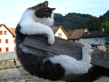 Hauskatze Spike beim Klettern