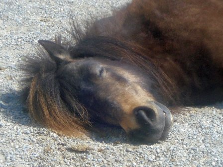 April beim Mittagsschläfchen (Jan. 2011) Shetland Pony April flach am Boden liegend