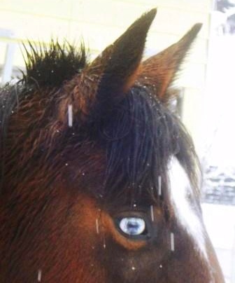 Mein Traumpferd Patty Das blaue Auge von Gangpferd Patty